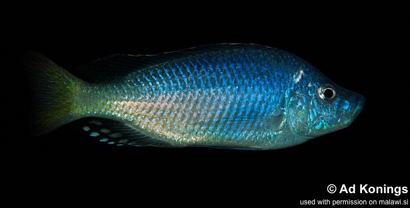 Caprichromis orthognathus 'Masasa Reef'